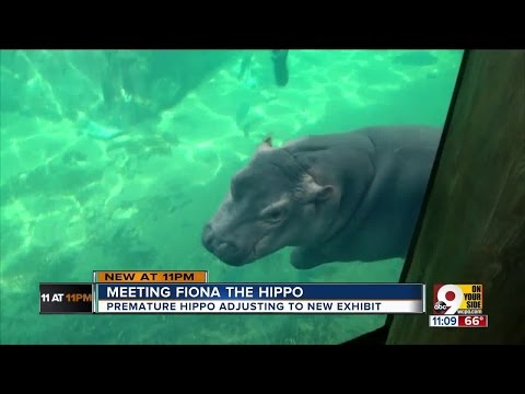 Premature baby hippo Fiona is "sassy" and thriving
