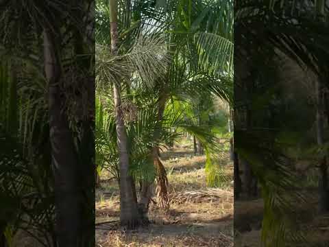 Açaí irrigado na faz melancia em Nova Olinda do Maranhão