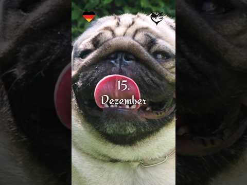 Adventskalender der Liebe - 15. Dezember: Festlicher DIY-Schmuck