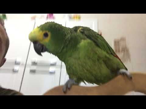 Teaching a parrot to learn to sing I threw the stick at the cat