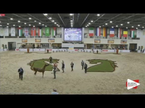 N.58 AL ARYAM SHAMMOGH - Sharjah 2016 - 2 Years old Fillies (Class 3)