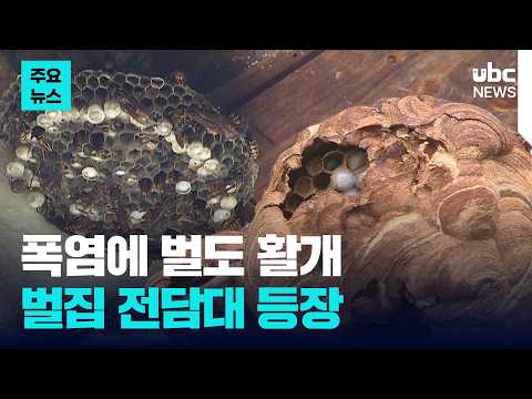 폭염에 벌도 활개..벌집 전담대 등장