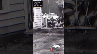 Download lagu rumah dara lebih ke sadis nggak sib dari pada horor😱 #shortvideo #viral #hororterbaru2021 #serem mp3