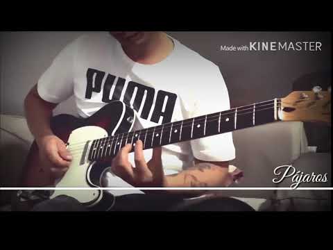 Pájaros - Porter