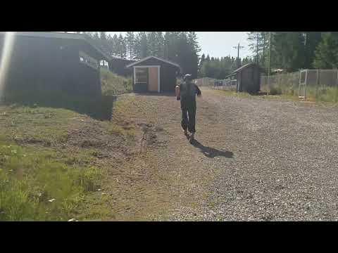 Paltsun Hylsy Redux 2019