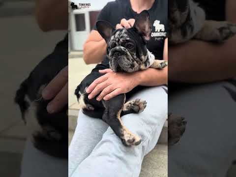 Video 1