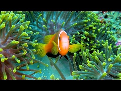 Tauchen im Süd Male Atoll mit Aeolus Dive, Süd-Male-Atoll,Malediven