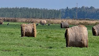 Baigiantis vasarai Paluknio pievos...