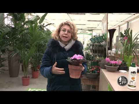 Violetta africana (Un giorno, un Fiore 14 Febbraio 2022)