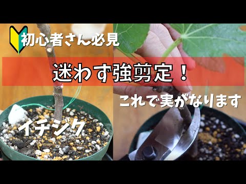 背が高すぎるイチジクの木を剪定するにはどうすればよいですか？簡単なヒントに従ってください。  庭園