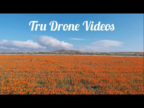 Blooming Poppy Fields in the Antelope Valley [DJI Drone 4K]