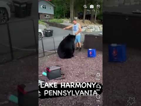 Bear walks next to  bear to open gate @ lake harmony, Pa