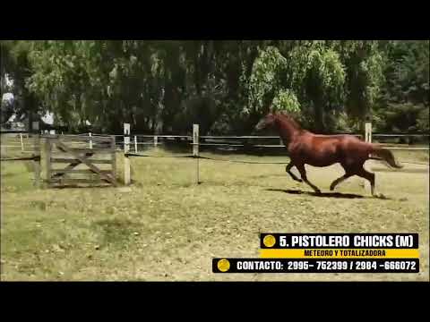 5 PISTOLERO CHICKS