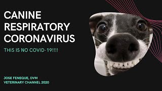Veterinarian Explains: Canine Respiratory Coronavirus |  CRCoV Respiratory Infection In Dogs |