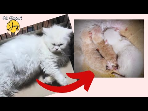 How to Prevent Newborn Kittens from Dying