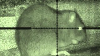 Budget night vision ratting