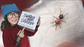 UNBOXING! Making a MICRO BIOACTIVE Enclosure for a teeny tiny TARANTULA!!
