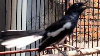 Download lagu Kacer muda gacor nembak tengkek buto panjang mp3