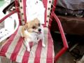 ANGEL BARKING