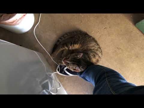 Seriously, have you seen a cutter cat? - Artie The Cat