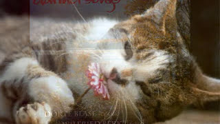 John Noble : CATS-Suite