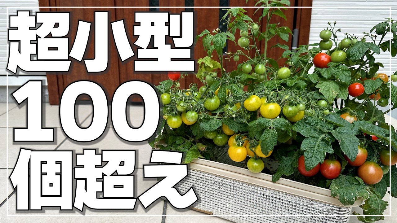 省スペースでミニトマトが100個以上採れる簡単水耕栽培