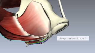 Pelvic Floor Part 2 - Perineal Membrane and Deep Perineal Pouch - 3D Anatomy Tutorial