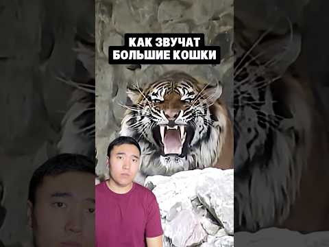 Как Звучат Большие Кошки