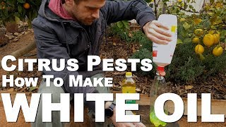 Citrus Pests - How to make White Oil