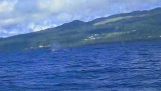 preview picture of video 'whale watching near pico'