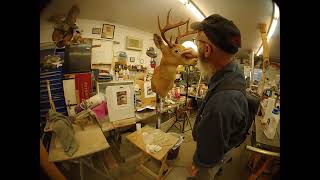 Restoring a 40-year-old deer mount: Part 6