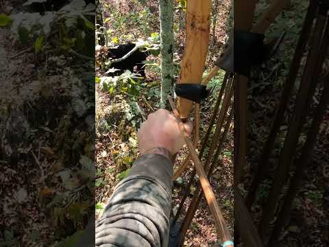 Huge Black Bear with Osage Selfbow and Stone Arrowhead #traditionalarchery #bowhunting #hunting