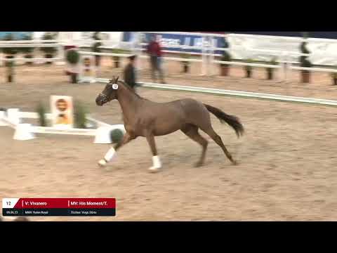 Kat. Nr. 12 Hengst v. Vivanero - His Moment *09.06.2023