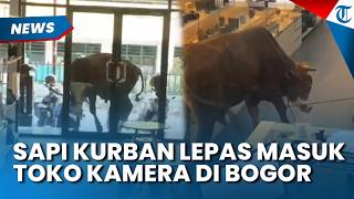 BIKIN PANIK PENGUNJUNG! Sapi Kurban Lepas Masuk Toko Kamera di Kota Bogor Bikin Geger
