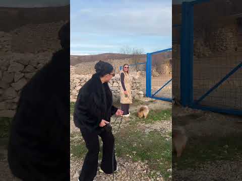 Jel ovo realno 😂 #familija #funny #balkanlife #humor #couple #elailovro