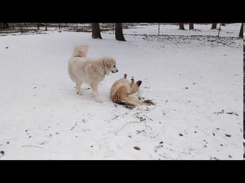 Texas SNOW and pupper dogs