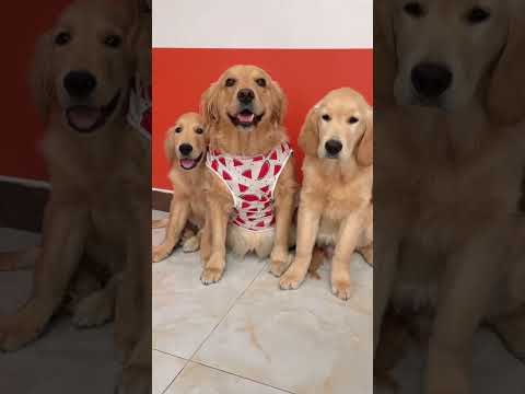 El cachorro que salió del anime, mi bestia mítica viajó por los cómics, la exposición canina,