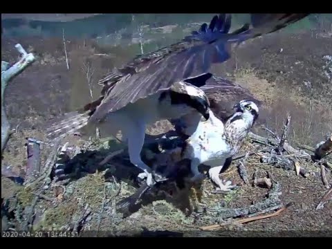 Aila the Loch Arkaig Osprey attacks her mate Louis (real time version) 20 April 2020