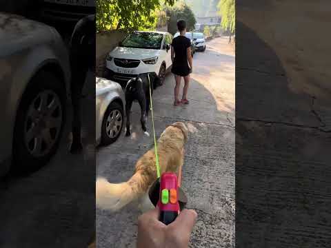 Pasear a tus 2 perros con esta correa doble anti enredos es una maravilla ❤️#correadobleantienredos