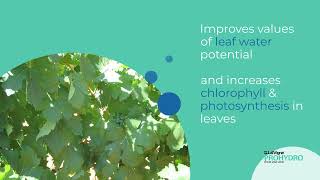 LalVigne PROHYDRO - Reduce Sunburn and Dehydration Damage in Vineyards