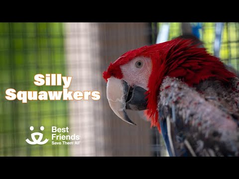 Squawking sunbathers at Parrot Garden!