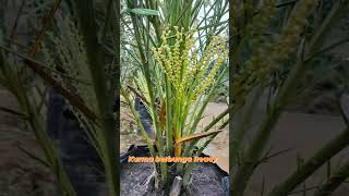 Download lagu Pohon Kurma Berbuah Dalam Pot mp3