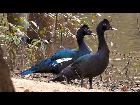 Kačica pižmová (Cairina moschata) — divý pár pri potoku