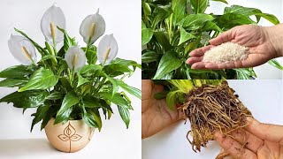 ALLES ÜBER SPATHIPHYLLUM! Entdecke die GEHEIMNISSE für WACHSTUM und BLÜTE 🌿🌼