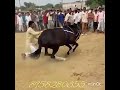 Horse Dancing Amazing India