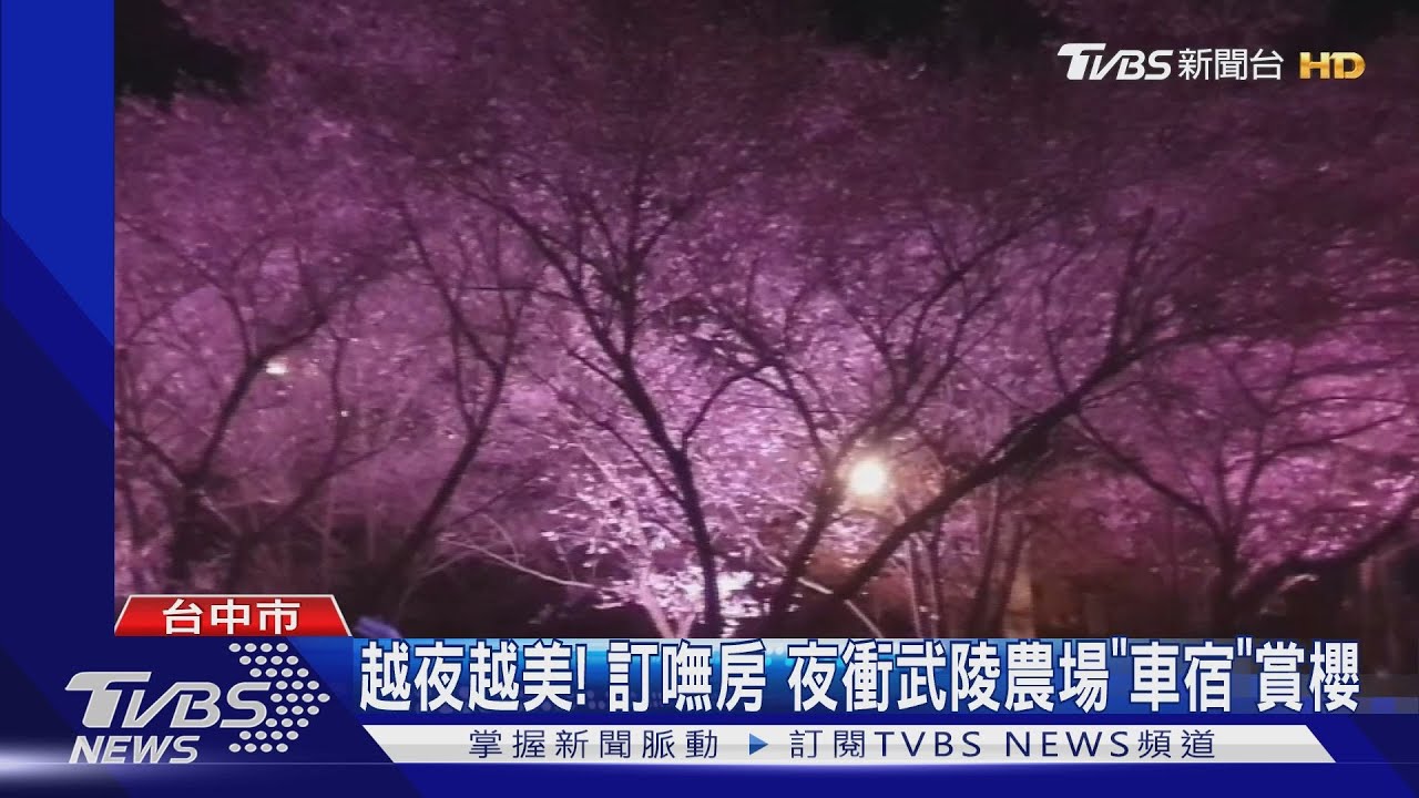 越夜越美！訂嘸房　夜衝武陵農場「車宿」賞櫻