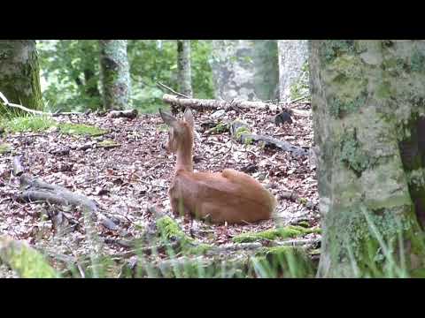 Un chevreuil à Iraty 2
