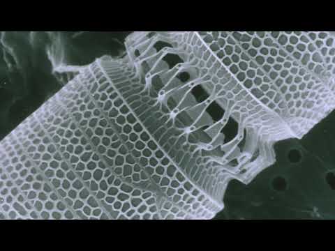 Four-Dimensional Printing