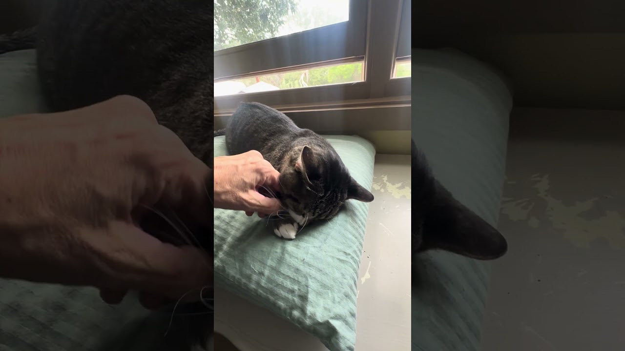 Enlarge Hot Wheels Bell, a Adoptable Domestic Short Hair in Denver, CO video 2/4