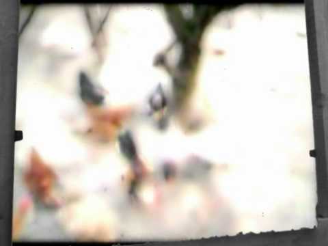 Goribor  Uzalud se budiš .mpg